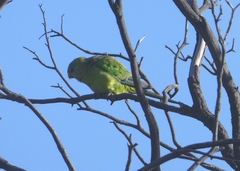 Polytelis swainsonii