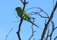 Polytelis swainsonii