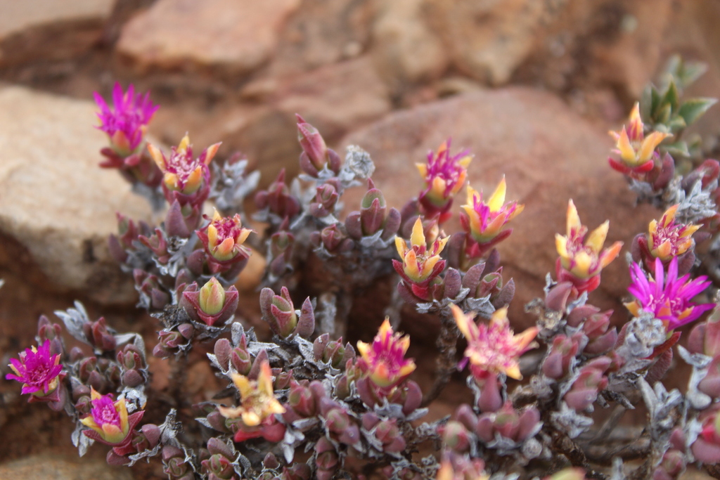 Antimima condensa