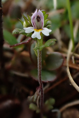Euphrasia minima