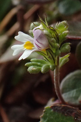 Euphrasia minima