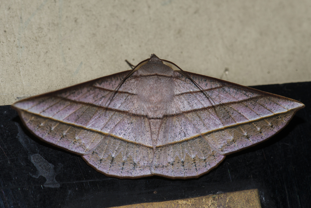 Sarcinodes aequilinearia