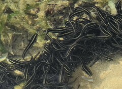 Plotosus lineatus