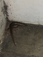 Subdoluseps bowringii