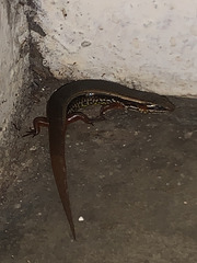 Subdoluseps bowringii