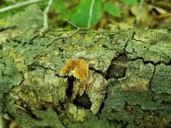 Crepidotus croceotinctus