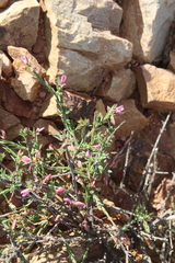 Polygala wittebergensis
