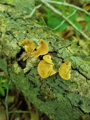 Crepidotus croceotinctus