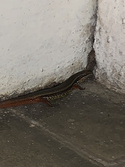 Subdoluseps bowringii