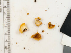 Crepidotus croceotinctus