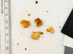 Crepidotus croceotinctus