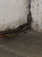 Subdoluseps bowringii