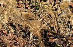 Taccocua leschenaultii