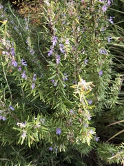 Salvia rosmarinus