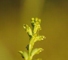 Microtis oblonga