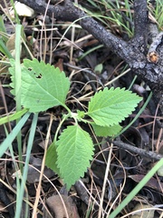 Leonotis nepetifolia