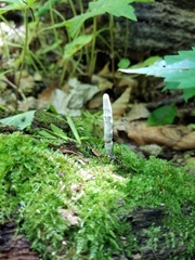 Xylaria cornu-damae