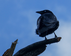 Corvus mellori