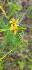 Hypericum fasciculatum