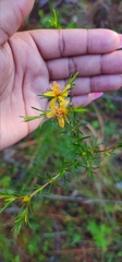 Hypericum fasciculatum