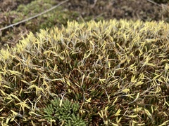 Oreobolus pectinatus