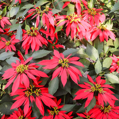 Euphorbia pulcherrima