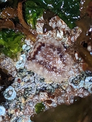 Onchidoris bilamellata