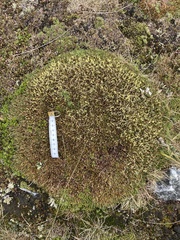 Oreobolus pectinatus