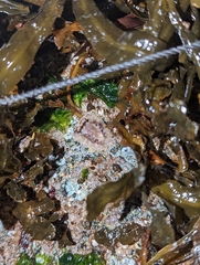 Onchidoris bilamellata