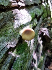 Agrocybe acericola