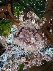 Onchidoris bilamellata