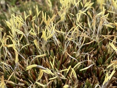 Oreobolus pectinatus