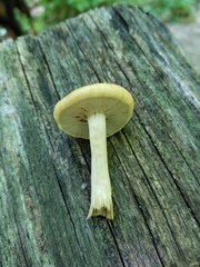 Agrocybe acericola