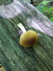 Agrocybe acericola