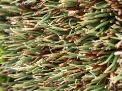 Oreobolus pectinatus