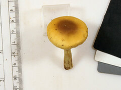 Agrocybe acericola
