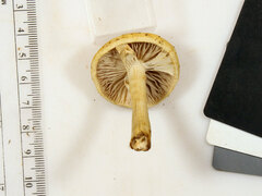 Agrocybe acericola