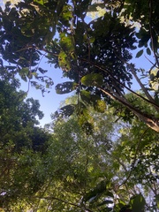 Diploglottis diphyllostegia