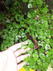 Hydrocotyle elongata