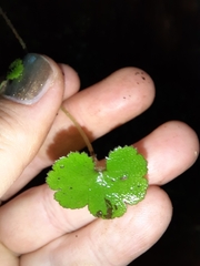 Hydrocotyle elongata