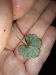 Hydrocotyle elongata