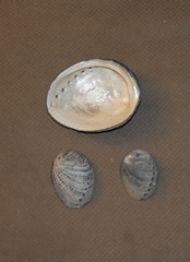 Haliotis cracherodii