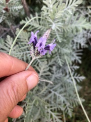 Lavandula pinnata