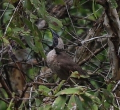 Philemon buceroides