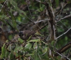 Philemon buceroides