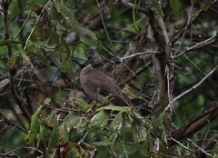 Philemon buceroides