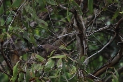 Philemon buceroides