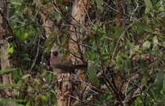 Philemon buceroides