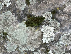 Physcia caesia