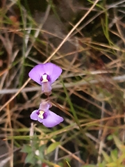 Utricularia dichotoma